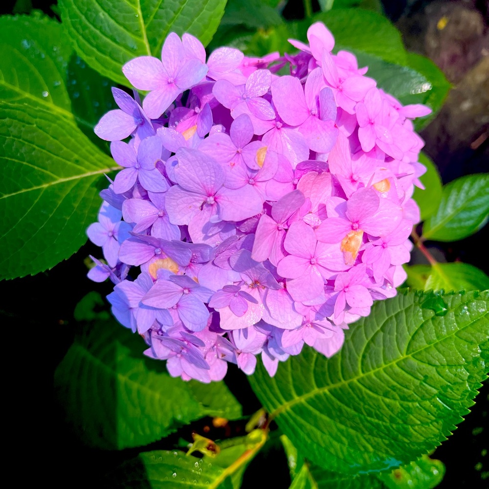 Meet your Posher, Madeline